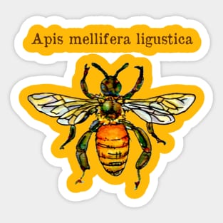 Italian honey bee Sticker